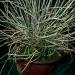 Trave: FESTUCA GLAUCA - plava trava, slika1